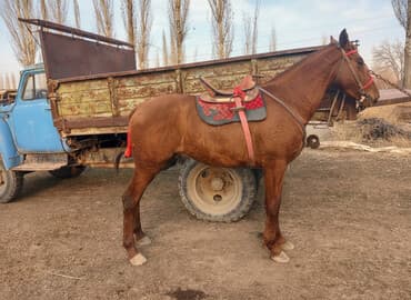 лайка шенок: Продаю | Жеребец | Дончак | Конный спорт | Мерин — 1