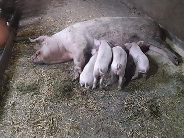 ежик купить: Продаются поросята, крупная белая, родились 16 января, зубки — 10