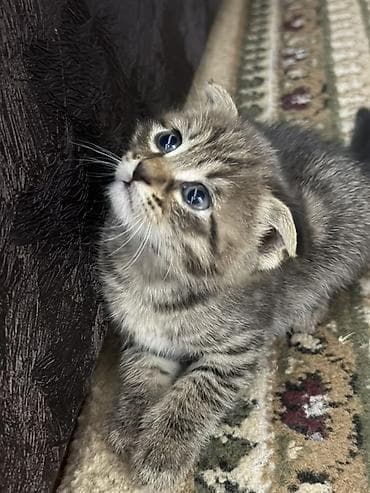 вислоухие котята купить: Шотландские вислоухие котята (Scottish Fold) Отдаю в добрые руки — 2