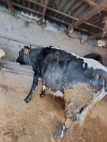 А/ч жаныбарлары үчүн тоюттар: Сатам | Уй (ургаачы) | Голштин | Сүт алуу үчүн | Байланган — 2