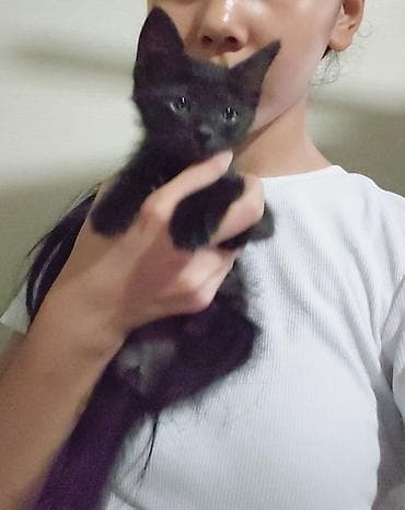 черные котята: Кошка даром: Беспородная, 1 месяц, Девочка, Приучена к лотку — 3