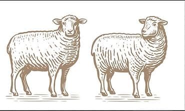 уй жаныбары: Сатам | Кочкор (эркек) — 3