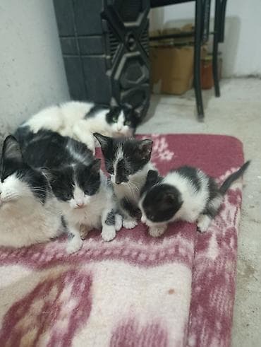 шотландская кошка цена бишкек: В ДОБРЫЕ РУКИ Черно-белые котята, помёт из нескольких малышей. Окрас — 4
