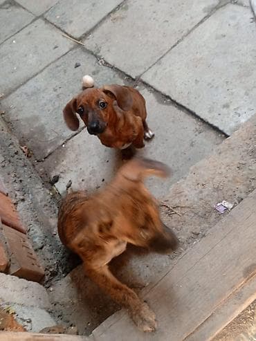 Ветеринар кызматы: Щенки такса небольшого размера, гладкошерстные, тигрового и рыжего — 3