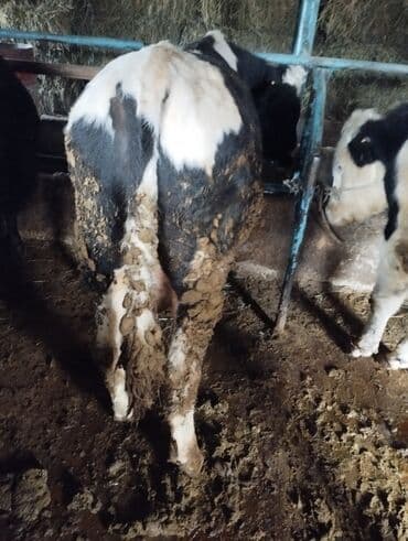 дойныйе коровы: Продаю | Бык (самец) | На откорм | Привязанные — 1