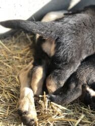 продажа щенков немецкой овчарки в бишкеке с документами: Овчарка, 1 месяц, Самка — 7