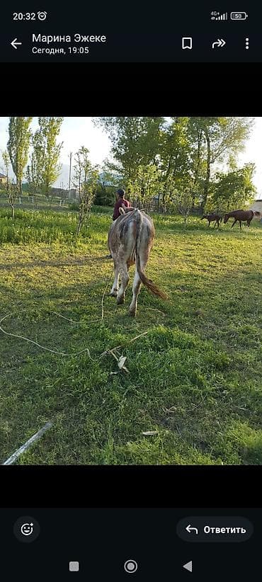 продажа орловских жеребят: Продаю | Корова (самка) | Привязанные — 5