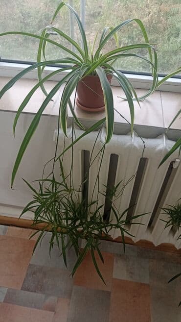 растения для аквариума: Хлорофитум вариегатный в горшке. - Комнатное растение с длинными — 2