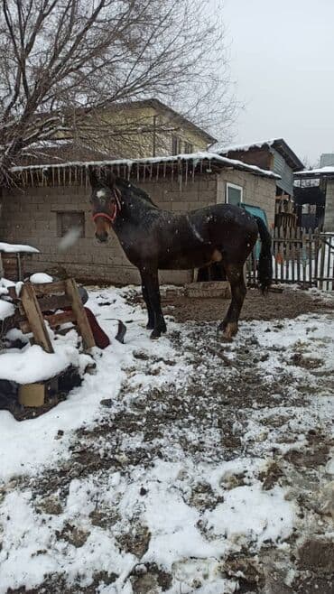 кызыл октябрь: Сатам | Тай | Жумушка, Ат спорту — 7