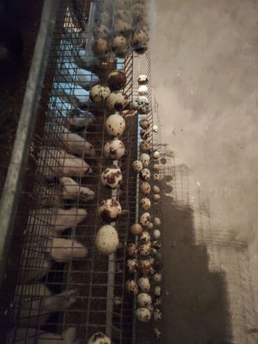 мебельные пуговицы: Перепелиные яйца в пластиковых контейнерах. - Внешний вид — 2