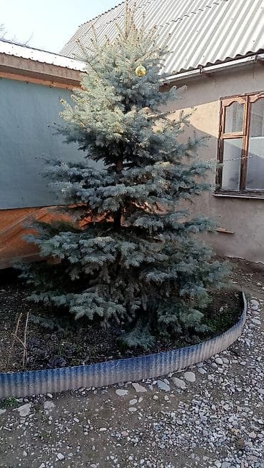 саженцы деревья: Ель. 2дерева — 2