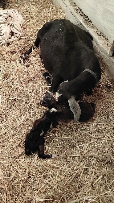 козий сыр: Молоко нубийских коз. без специфического запахавысокого качества — 5
