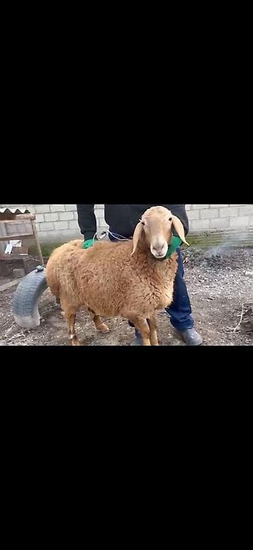 Башка жаныбарлар: Сатам | Ургаачы кой (ургаачы) | Көбөйтүү үчүн | Асыл тукумдуу — 1