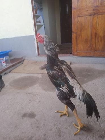 А/ч жаныбарларын сатам: Сатам | Короздор | Көбөйтүү үчүн — 1