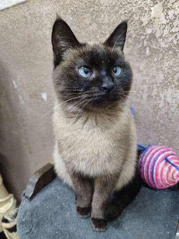 Ищем дом кошечке. Привезём сами at lalafo.kg Ищем дом кошечке. Привезём сами