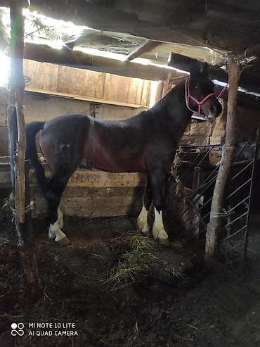 для лошади: Продаю | Конь (самец) — 1