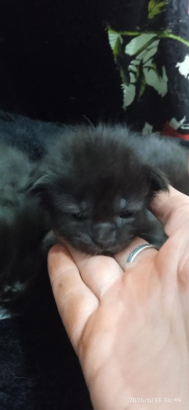 кошка породистый: Мейн-Куны🥰. Предлагаются для раннего бронирования 3 котика 😊 Шикарные — 5