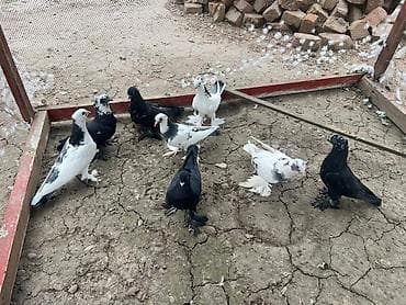 үкү топу: Продаю голубей — 4