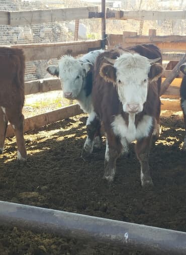 племенные коровы молочные купить: Продаю | Бык (самец) | Герефорд | На откорм — 1