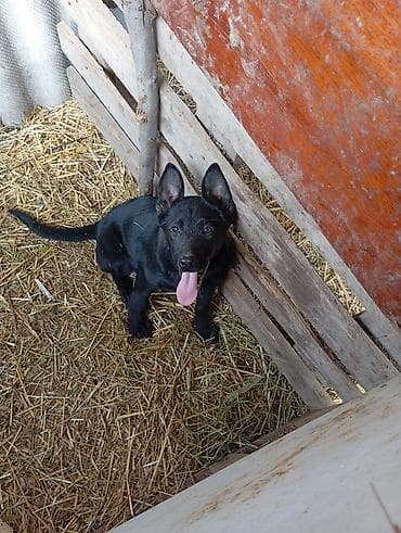 где можно купить перепелов: Щенок, черный окрас, стоячие уши, длинный хвост. Активный, любопытный — 2