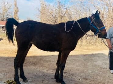 металлический ящик: Продаю | Кобыла (самка) | Рабочий | Мерин — 5