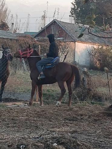 иттер ош: Сатам | Байтал | Аргын | Ат спорту — 4