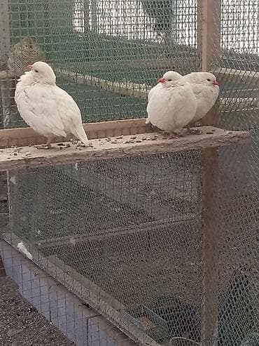 индюки биг 6 купить яйцо: Продаю цыплят белого кеклика — 2