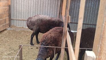 продажа кормов для сельскохозяйственных животных: Продаю | Овца (самка) | Арашан | Для разведения | Племенные, Котные, Осеменитель — 8