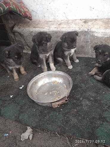 бигль собака: Немецкая овчарка, 1 месяц, Самка — 1