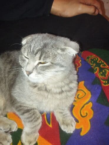 купить кота персидского: Скотиш Фолд (Шотландская вислоухая), 8 месяцев, Мальчик, Серый, Приучена к лотку — 5