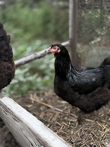 крупные собаки: Продаю | Куры | Домашняя | Несушки — 3