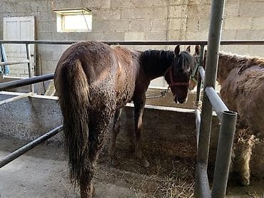 кони: Продаю | Кобыла (самка), Жеребец | На забой, Для разведения — 5