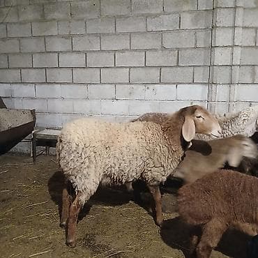 байтал ургачы: Продаю | Овца (самка) | Полукровка | Для разведения | Матка — 4