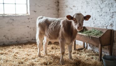 корма для сх животных: Продаю | Бык (самец) | Абердин-ангус | На откорм, Для разведения — 1