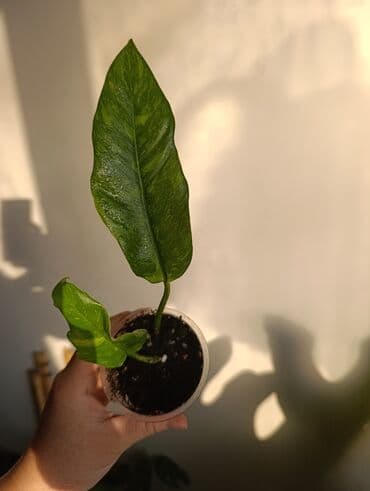 формочки для хлеба: Продаю. детки, черенки комнатных растений по 100 сом. Сциндапсус-пакет — 10