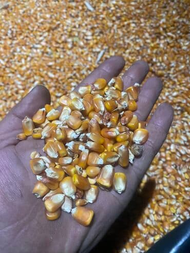 Кукуруза 🌽 в мешках В Бишкеке 25 торт влажность 12