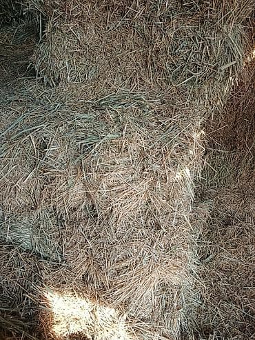 Ветеринар кызматы: Продаются ячменная солома, хранилась в сеновале тюки большие плотные — 3