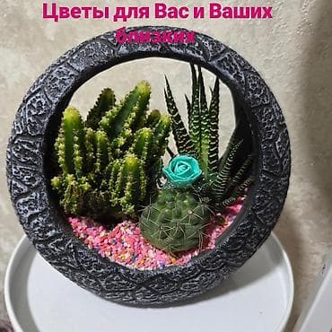 plaud note: Комнатные декоративно-лиственные растения (подборка сортов) - — 7