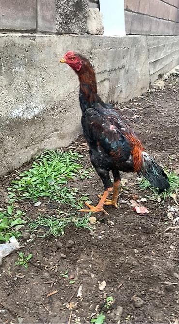 кунан аттар: Сатам | Короздор — 2