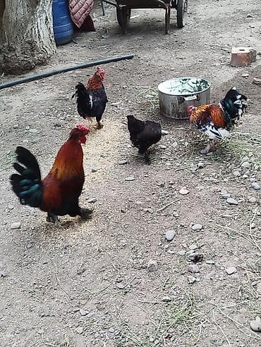 кошка манас: Продаю | Куры | Для разведения — 5