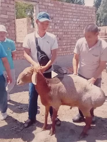 кошка свинкс: Продаю | Баран (самец) | Арашан | Для разведения | Племенные — 5