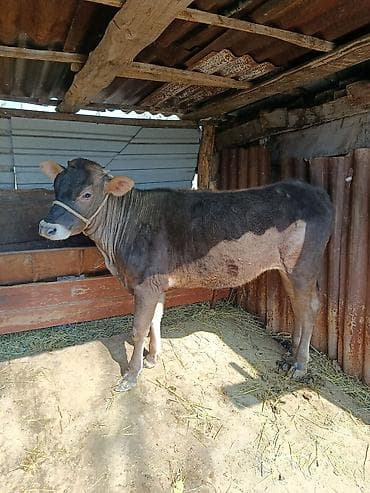 Услуги ветеринара: Продаю | Тёлка | Для разведения — 2