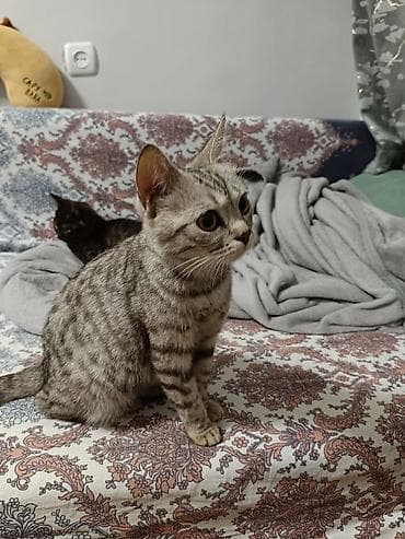общитя: Котята домашние, короткошёрстные. Описание: - Окрас: один — 1