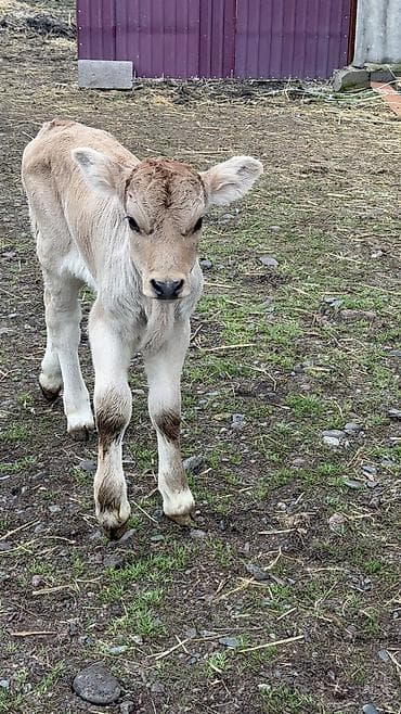 ат араба сатылат: Сатам | Бука (эркек) — 5