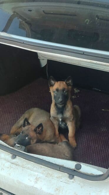 немецкую овчарку: Бельгийская овчарка, 1 месяц, Самец, С родословной — 3