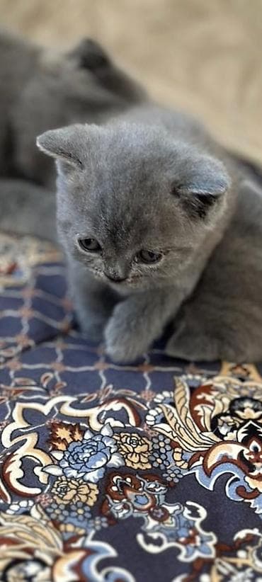 кошка сокулук: Британские короткошёрстные котята, окрас голубой (blue). - Плюшёвая — 2