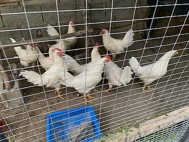 куры жерси: Продаю | Куры | Несушки — 5