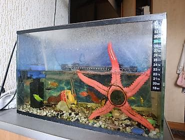 Продаю аквариум с маленькими рыбками, есть фильтр — 2
