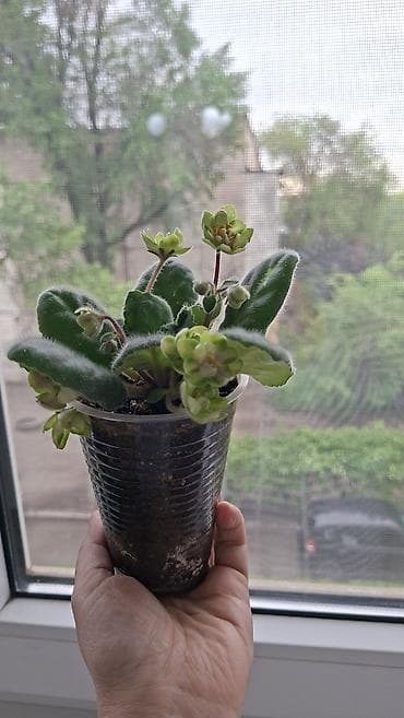 купить цветы петунии: Сенполии (фиалки) в одноразовых стаканчиках, укоренённые розетки с — 2