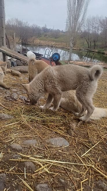 тайган щенок: ЩенкиЗаподносибирской лайки, крепкие, с плотной шерстью, стоячими — 6